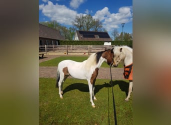 Amerikansk miniatyrhäst, Hingst, 1 år, Pinto