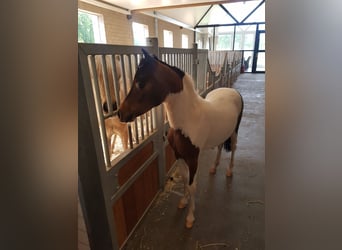 Amerikansk miniatyrhäst, Hingst, 1 år, Pinto