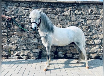 Amerikansk miniatyrhäst, Hingst, 5 år, 85 cm, Grå