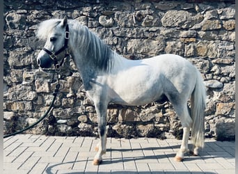 Amerikansk miniatyrhäst, Hingst, 6 år, 80 cm, Grå