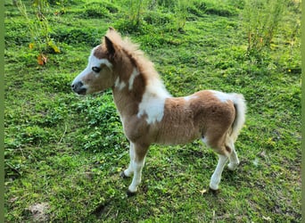 American Miniature Horse, Hengst, Fohlen (06/2024), 76 cm, Rotfuchs