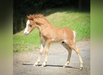 Amerikansk miniatyrhäst, Hingst, Föl (05/2024), 84 cm, fux