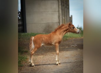 Amerikansk miniatyrhäst, Hingst, Föl (05/2024), 84 cm, fux