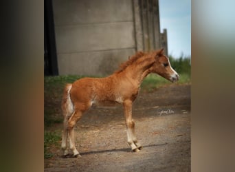 Amerikansk miniatyrhäst, Hingst, Föl (05/2024), 84 cm, fux