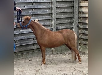 American Miniature Horse, Hengst, Fohlen (05/2024), 84 cm, Fuchs