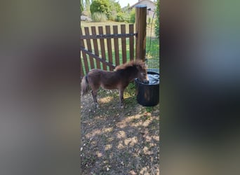 American Miniature Horse, Hengst, Fohlen (05/2024), 84 cm