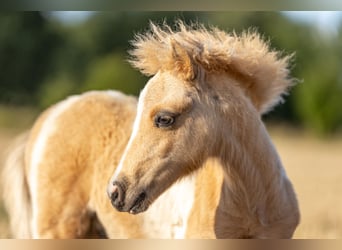 American Miniature Horse, Hengst, Fohlen (04/2024), 85 cm, Schecke