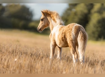 Amerikansk miniatyrhäst, Hingst, Föl (04/2024), 85 cm, Pinto