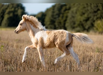 American Miniature Horse, Hengst, Fohlen (04/2024), 85 cm, Schecke