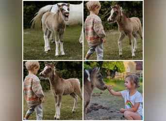 Amerikansk miniatyrhäst, Hingst, Föl (01/2024), Tovero-skäck-alla-färger