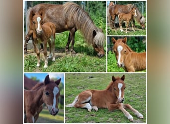 Amerikansk miniatyrhäst, Hingst, Föl (01/2024), Tovero-skäck-alla-färger