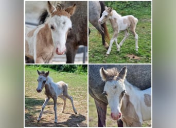 Amerikansk miniatyrhäst, Hingst, Föl (01/2024), Tovero-skäck-alla-färger