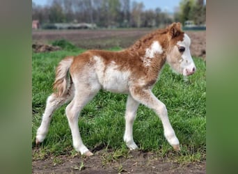 Amerikansk miniatyrhäst, Hingst, Föl (01/2024), Tovero-skäck-alla-färger