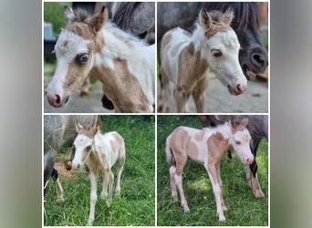 Amerikansk miniatyrhäst, Hingst, Föl (01/2024), Tovero-skäck-alla-färger