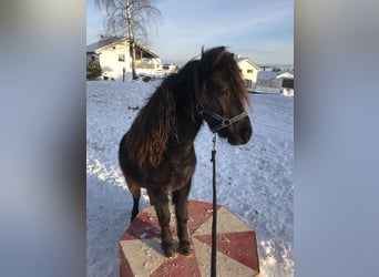 American Miniature Horse, Wallach, 11 Jahre