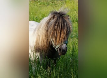 Amerikansk miniatyrhäst, Valack, 12 år, Grå