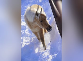 Amerikansk miniatyrhäst, Valack, 5 år, 97 cm, Isabellblack