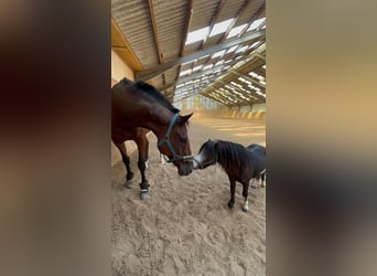 American Miniature Horse, Wallach, 7 Jahre, 90 cm, Schecke