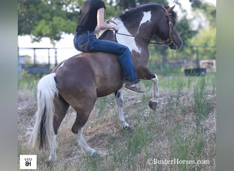 Amerikansk miniatyrhäst, Valack, 9 år, 117 cm, Tobiano-skäck-alla-färger