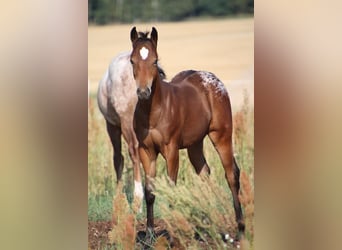 Amerikansk ponny, Hingst, 3 år