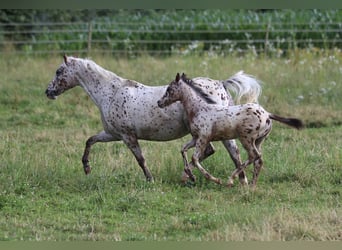 Amerikansk ponny, Hingst, Föl (04/2024), 130 cm, Leopard-Piebald