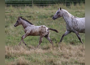 Amerikansk ponny, Hingst, Föl (04/2024), 130 cm, Leopard-Piebald