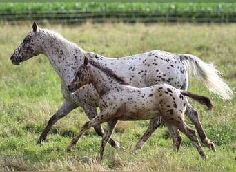 Amerikansk ponny, Hingst, Föl (04/2024), 130 cm, Leopard-Piebald