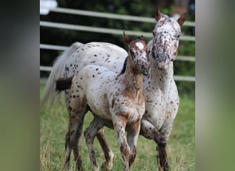 Amerikansk ponny, Hingst, Föl (04/2024), 130 cm, Leopard-Piebald