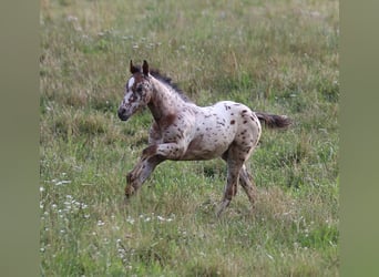 Amerikansk ponny, Hingst, Föl (04/2024), 130 cm, Leopard-Piebald