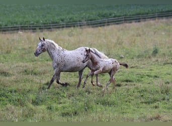 Amerikansk ponny, Hingst, Föl (04/2024), 130 cm, Leopard-Piebald