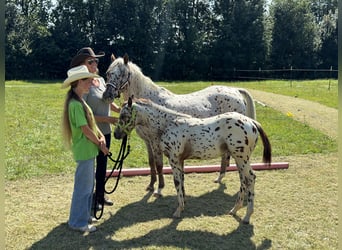 Pony of the Americas, Hengst, Fohlen (04/2024), 130 cm, Tigerschecke