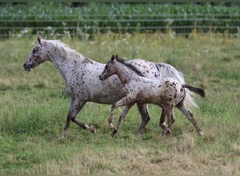 Amerikansk ponny, Hingst, Föl (04/2024), 130 cm, Leopard-Piebald