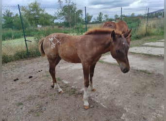 Amerikansk ponny, Hingst, Föl (03/2023), 145 cm, Fux
