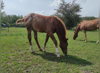 Amerikansk ponny, Hingst, Föl (03/2023), 145 cm, Fux