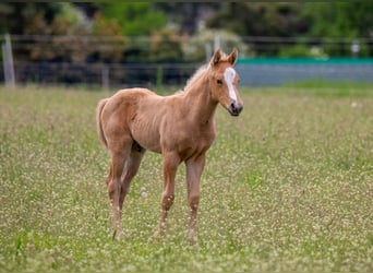 Amerikansk ponny, Hingst, Föl (04/2023), 145 cm, Palomino