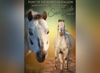 Amerikansk ponny, Hingst, Föl (04/2023), 145 cm, Palomino