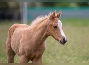 Amerikansk ponny, Hingst, Föl (04/2023), 145 cm, Palomino