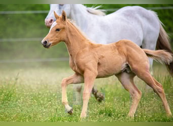Amerikansk ponny, Hingst, Föl (04/2023), 145 cm, Palomino