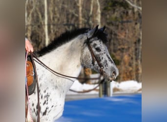 Amerikansk ponny, Sto, 12 år, 135 cm