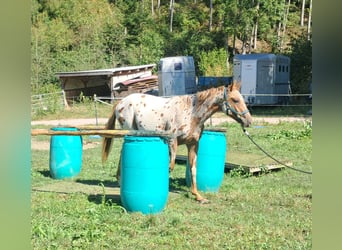 Pony of the Americas, Stute, 1 Jahr, 140 cm, Tigerschecke