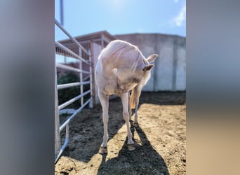 Amerikansk ponny, Sto, 2 år, 140 cm, Grå-röd-brun