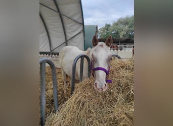 Amerikansk ponny, Sto, 2 år, 140 cm, Grå-röd-brun