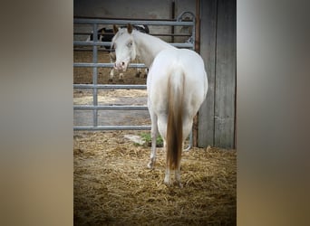 Amerikansk ponny, Sto, 2 år, 140 cm, Grå-röd-brun