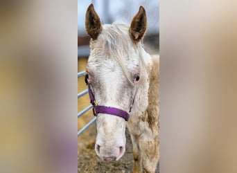 Amerikansk ponny, Sto, 2 år, 140 cm, Grå-röd-brun