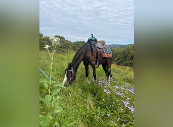 Pony of the Americas, Stute, 3 Jahre, 132 cm, Rappe