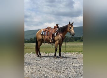 Amerikansk ponny, Sto, 4 år, 137 cm, Gulbrun