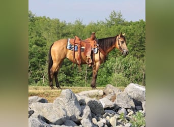 Amerikansk ponny, Sto, 4 år, 137 cm, Gulbrun