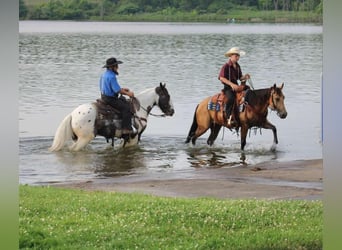 Pony of the Americas, Stute, 4 Jahre, 137 cm, Buckskin