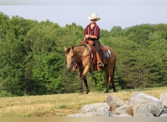 Amerikansk ponny, Sto, 4 år, 137 cm, Gulbrun