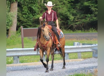 Pony of the Americas, Stute, 4 Jahre, 137 cm, Buckskin